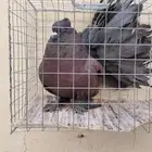 حمام هزاز امريكي