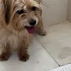 كلب مالتيز اليف فالمدينه