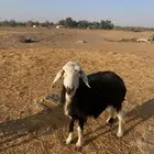نعجه للبيع