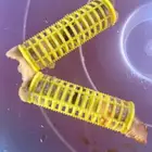 ملكات نحل بلدي للبيع عدد 40