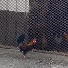 دجاج ترثة (دياكة