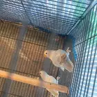 اجوز روز للبيع