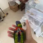 رينبو لوري