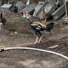 ديك باكستاني