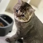 قط زكر كاسبر وقطه لولي