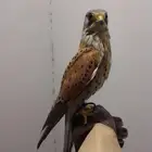 للبيع شبوط فرخ مدرب