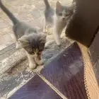 قطه شيرازي للتبني