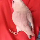 روز اليف جدا ولعوب مع الاطفال