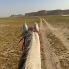 إيواء - مربط الشوق للخيل العربية