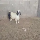 عنز للبيع مضرع لها شهرين او ثلاثة اشهر