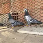 جوز تيدي شينا