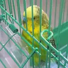 عصفور للبيع