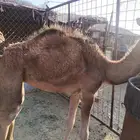 بكره حمراء للبيع