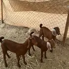 بهم لباني