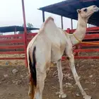 حشوان