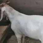 تيس توم اربع