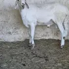 خروف ساكني لحم وشحم للثلاجة