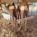 قعدان صومالية حاشي وزن صافي 150 كيلو وازيد