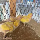 البيع فروخ روز