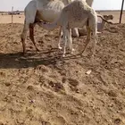 قعودين شحم واقبل البدل المناسب