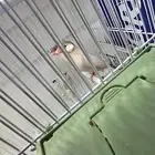 جوز جاوا اكريمي مستوى قوي