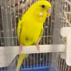 عصفور روز للبيع