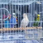 3اطيور الحب 1طير الروز