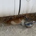 حاله مستعجلة لإنقاذ كلب اللي يقدر يساعد يتواصل معي