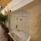 طيور زينه