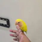 طائر الروز لاتينو اليف جدا مايعض للبيع