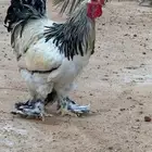 ديك براهما