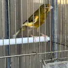 للبيع ذكر كناري سوري