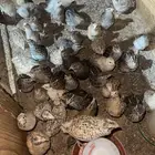 سمان فري بشاير