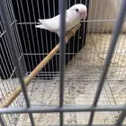 روز