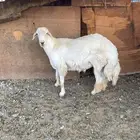 طلي فحل حري