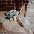 فرخين شامو يباني