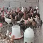 ديك بلدي