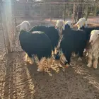 طليان العدد خمس نجد