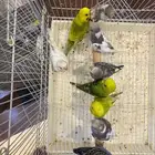 مجموعة بادجي