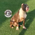 American Bully XL