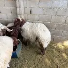 رخله نعيم طيبه ( تم البيع خارج الموقع )