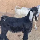 للبيع تيوس بلدي فل شحم تربية مزارع ماشاء الله تبارك الله