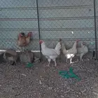 دجاج بلدي بياض