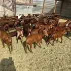 تيوس دهم غنم محايل عسير