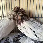 حمام بخاري للبيع