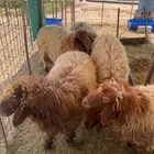 شياه عدد 5 ثني