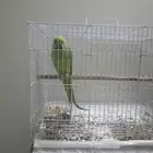 ببغاء
