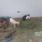 ماعز غزمي التشيكي عمرة سنه ونص ذكر وانثى