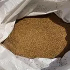 بذر برسيم حساوي درجه أولى