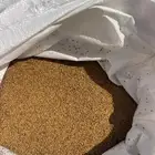 بذر برسيم حساوي نظيف